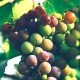 La viticulture raisonnée et durable