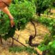 viticulture raisonnée