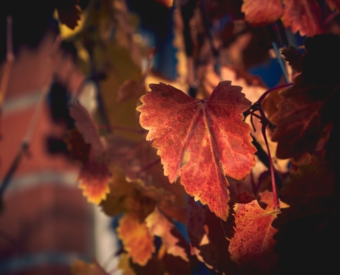 vigne automne